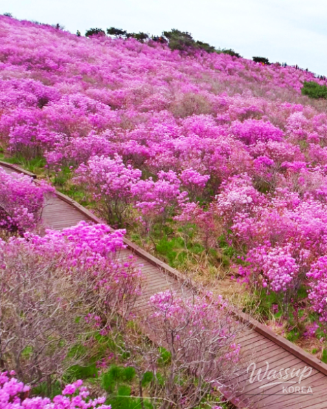 Spring Blossoms in Daegu's Dalseong-gun_14