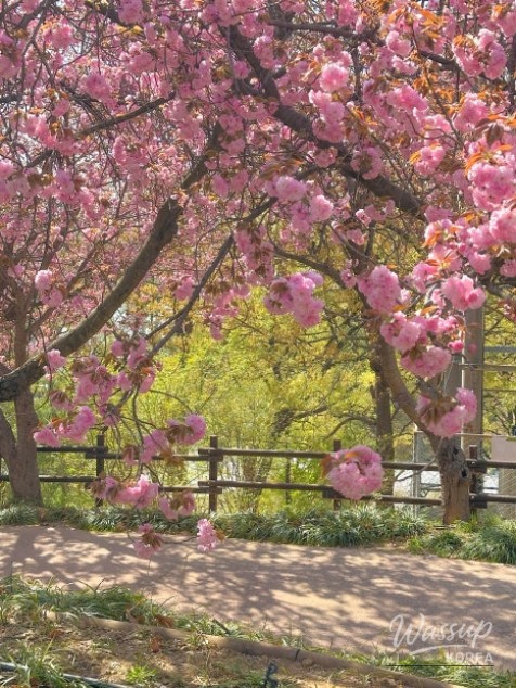 Spring Blossoms in Daegu's Dalseong-gun_08