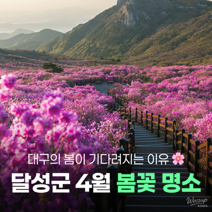 Spring Blossoms in Daegu's Dalseong-gun1536