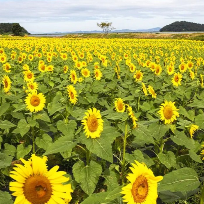 Discovering the Tranquil Beauty of Nanjeong Reservoir in March3005