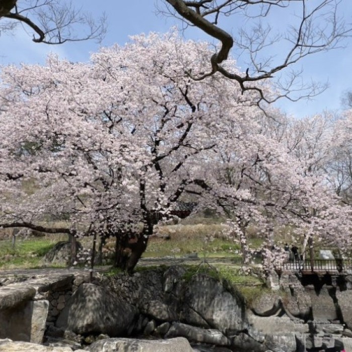 Spring Awakening at Yongjeongwon2990