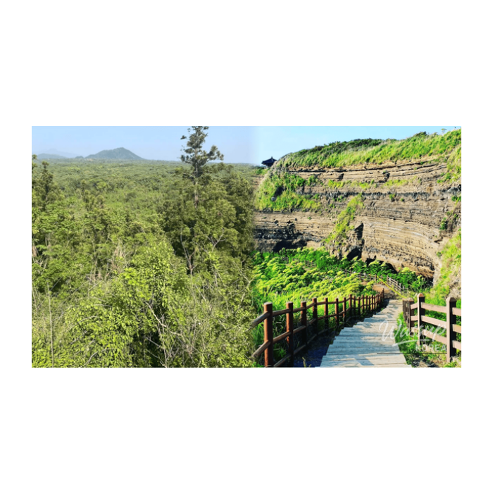 Exploring the Best of Jeju's Western Region in Early Spring2993