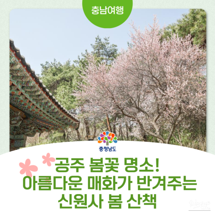 Spring Flower Attractions in Gongju: A Stroll Through Sinwonsa with Beautiful Plum and Magnolia Blossoms3010