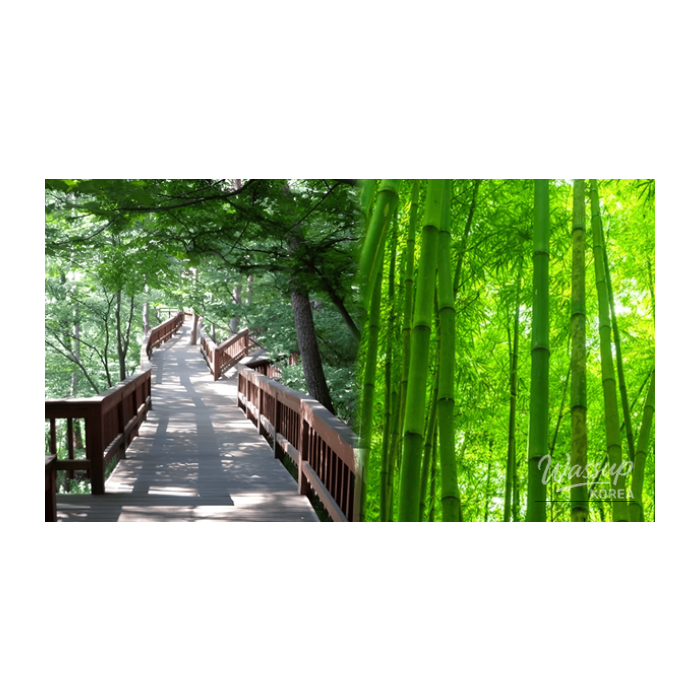 Exploring the Best Forest Destinations in Early Spring3012