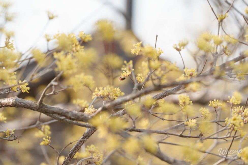 Discovering the Beauty of Namsan Village in Namwon_03