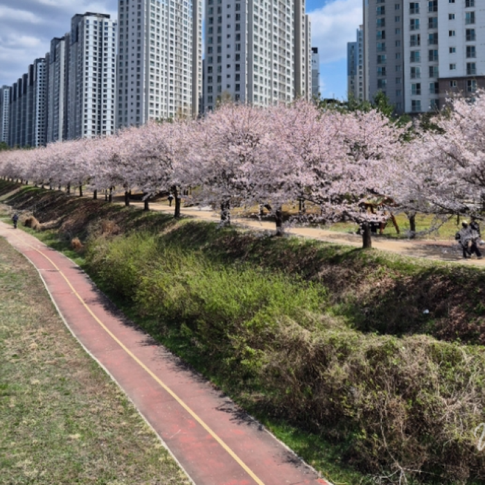 Discovering the Scenic Changneungcheon in Goyang City342