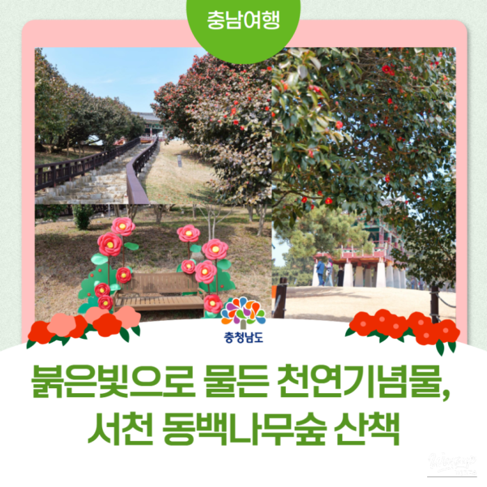 Exploring the Beautiful Camellia Forest in Seocheon, Chungnam3049