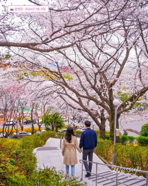 Jinju Cherry Blossom Library_06