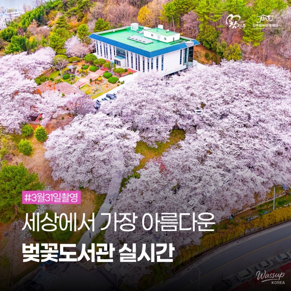 Jinju Cherry Blossom Library_01