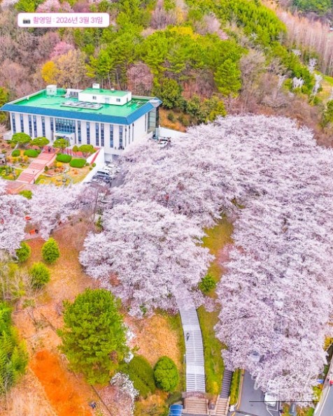 Jinju Cherry Blossom Library_03