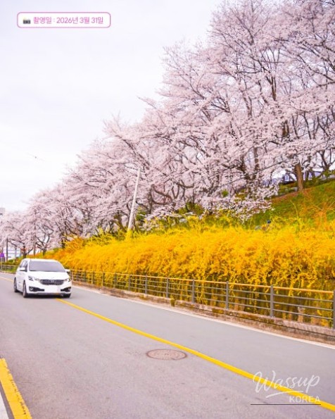 Jinju Cherry Blossom Library_08