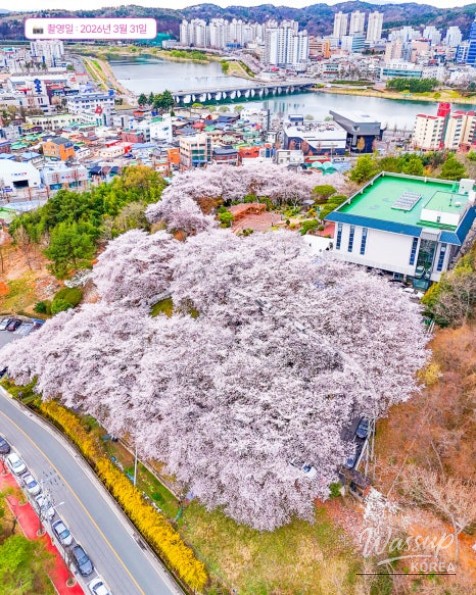 Jinju Cherry Blossom Library_07