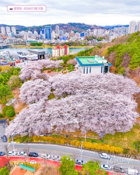 Jinju Cherry Blossom Library_05