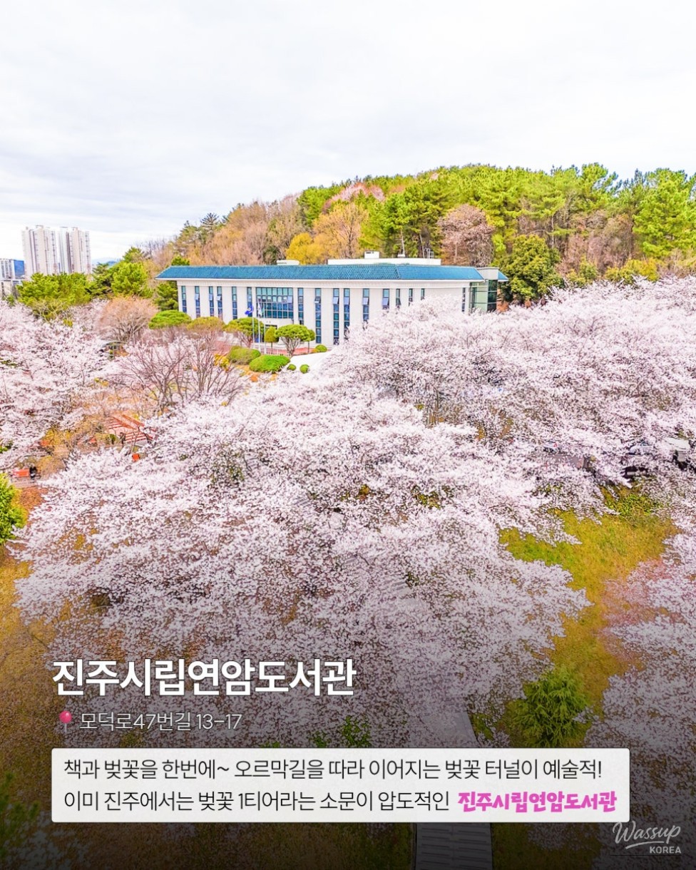 Jinju Cherry Blossom Library_02