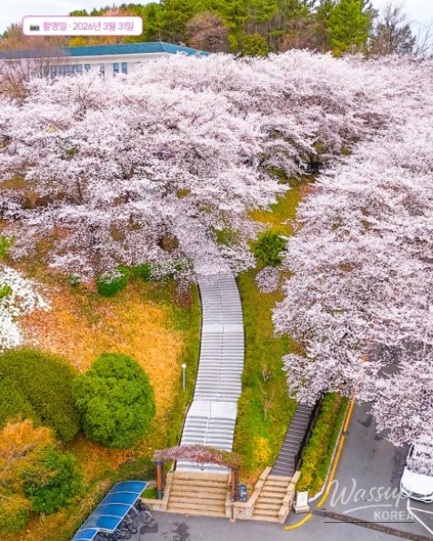 Jinju Cherry Blossom Library_04