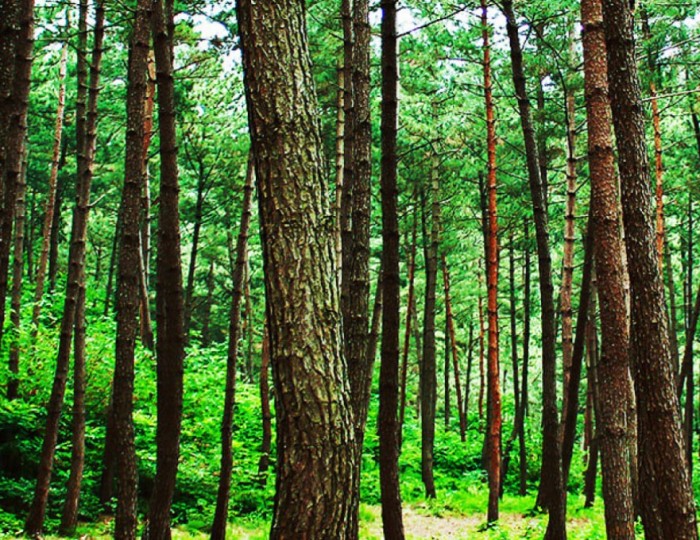 Discover the Beauty of Hee-ri Mountain Pine Forest Recreation Area float