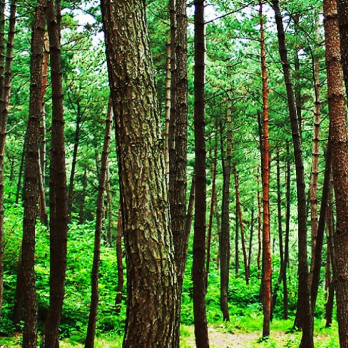 Discover the Beauty of Hee-ri Mountain Pine Forest Recreation Area3062