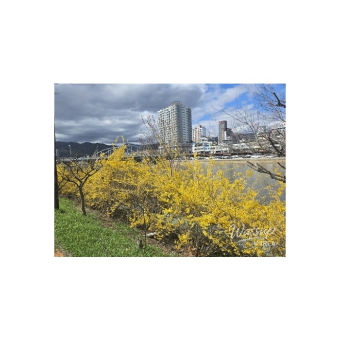 Spring at the Geochang Modern Medical Museum3051