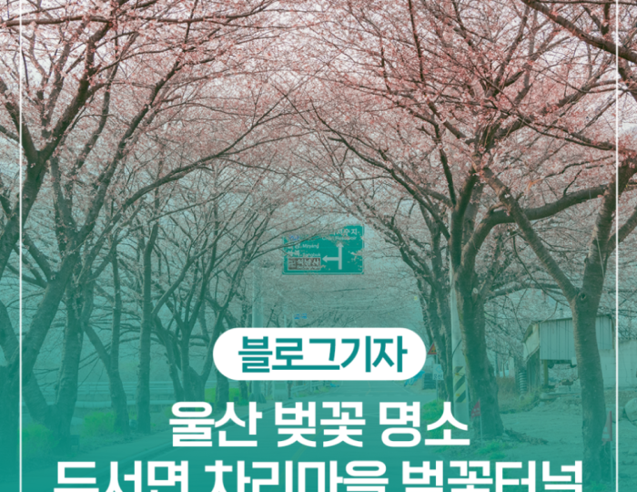 Discovering the Hidden Cherry Blossom Tunnel in Ulsan float