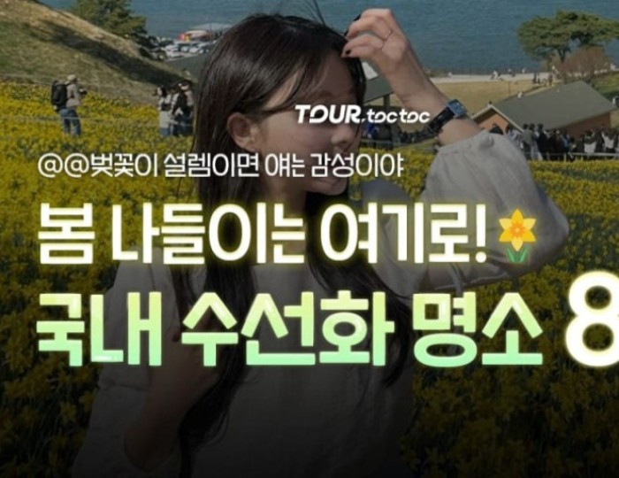 Spring Daffodil Destinations and Festivals in Korea float