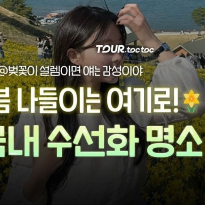 Spring Daffodil Destinations and Festivals in Korea3079