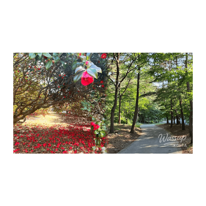 Spring Travel Destinations in Seocheon, South Korea3078