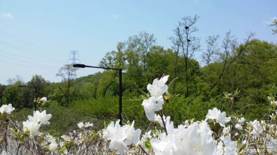 Exploring the Nature Trail of Goyang City_01