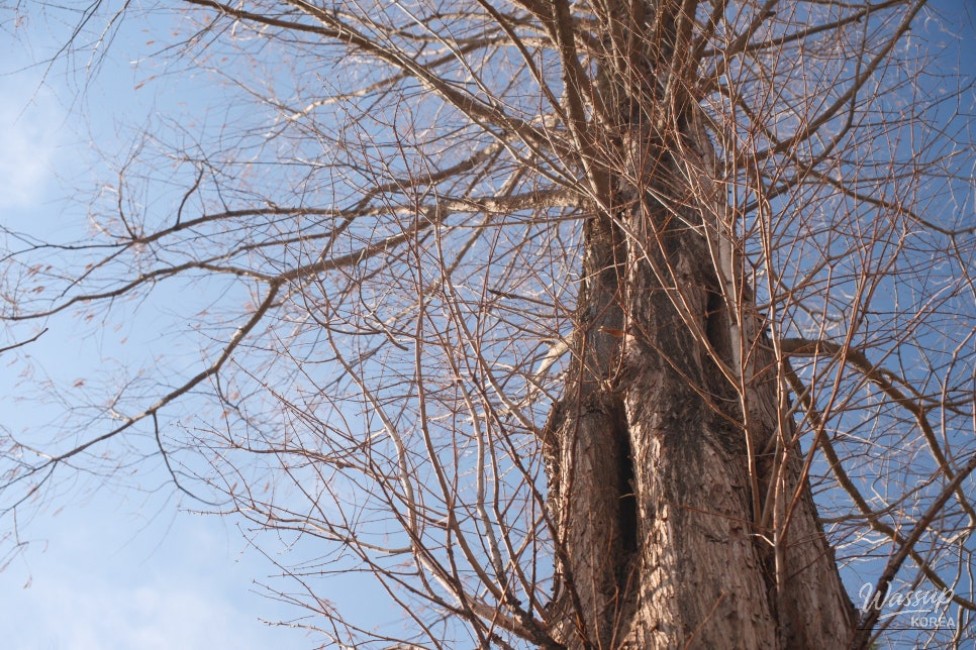 Exploring Beopsu Park in Korea_11
