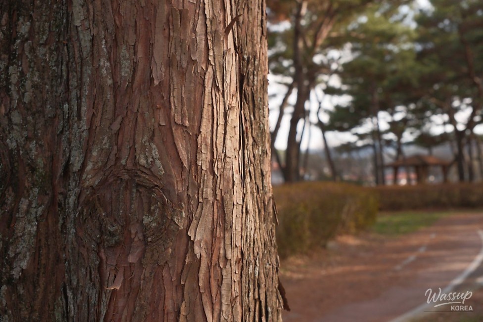 Exploring Beopsu Park in Korea_18