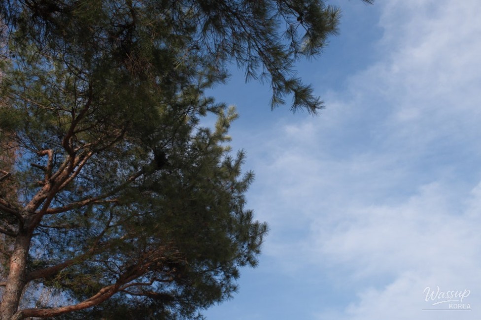 Exploring Beopsu Park in Korea_10