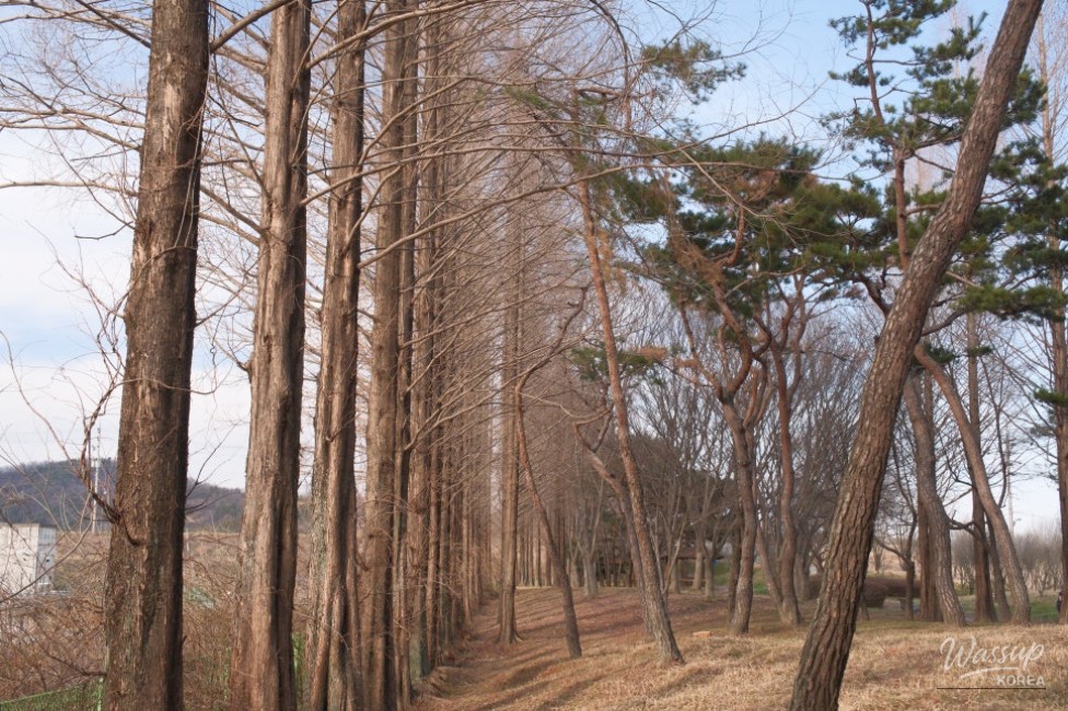 Exploring Beopsu Park in Korea_04