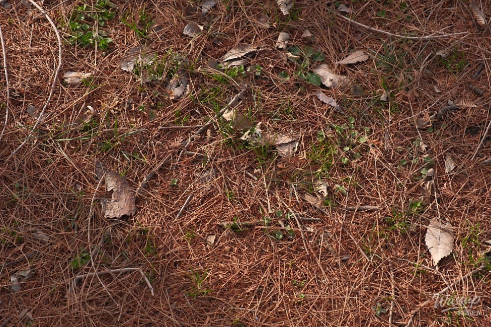 Exploring Beopsu Park in Korea_19