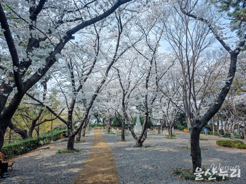 Cherry Blossom Spots in Ulsan: A Spring Delight_04