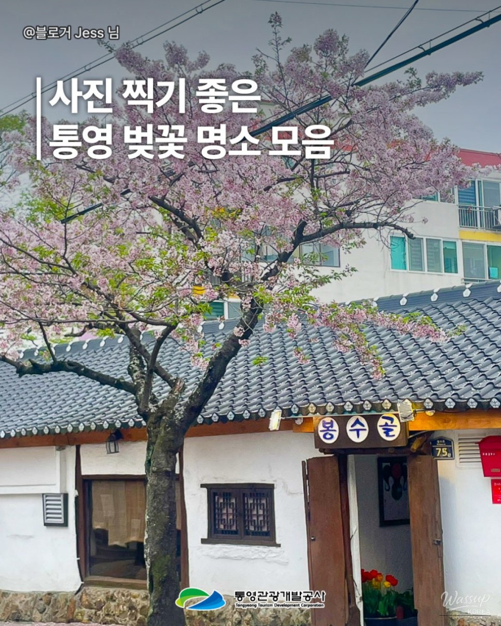 Spring Cherry Blossom Spots in Tongyeong_03