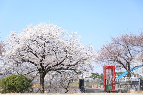 Springtime Strolls Along the Cherry Blossom Path in Cheongju_03