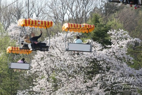 2026 Seoul Grand Park Spring Flower Festival_04