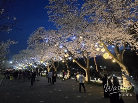 2026 Seoul Grand Park Spring Flower Festival_07