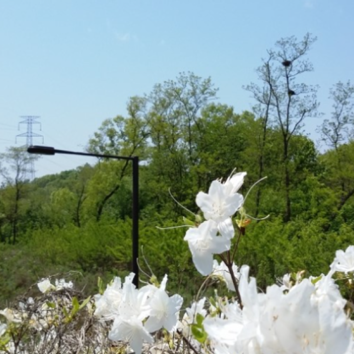 Exploring the Nature Trail of Goyang City348