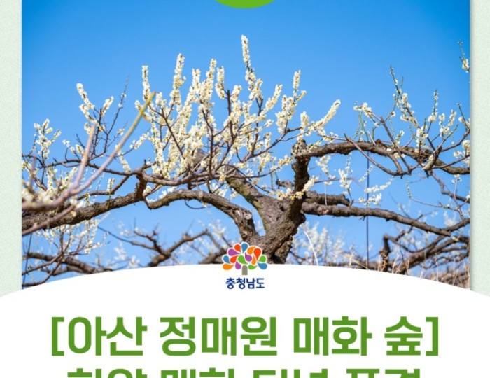 A Journey Through the Plum Blossom Orchard float