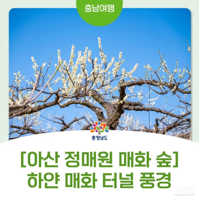 A Journey Through the Plum Blossom Orchard3099