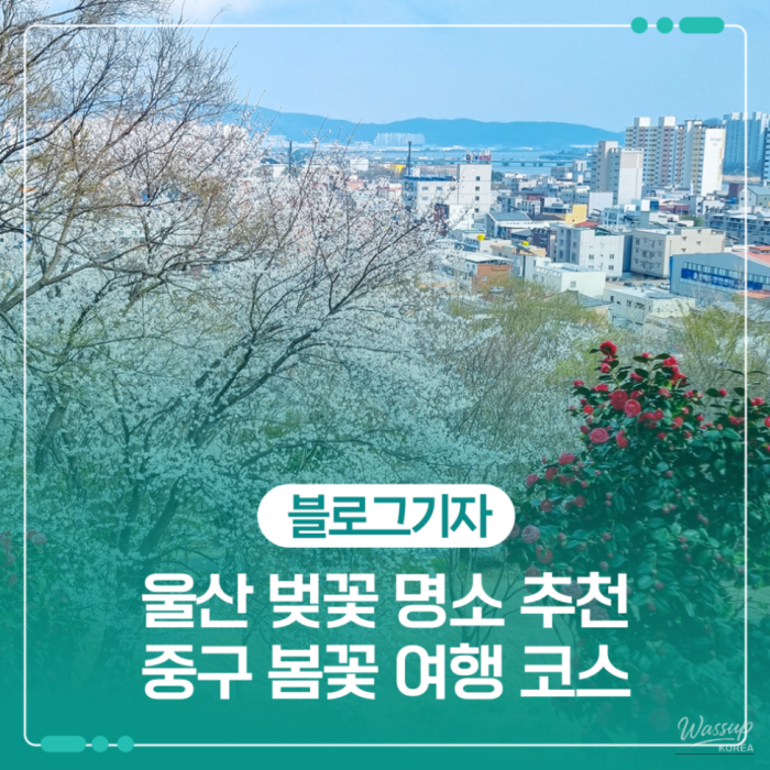 Cherry Blossom Spots in Ulsan: A Spring Delight1584