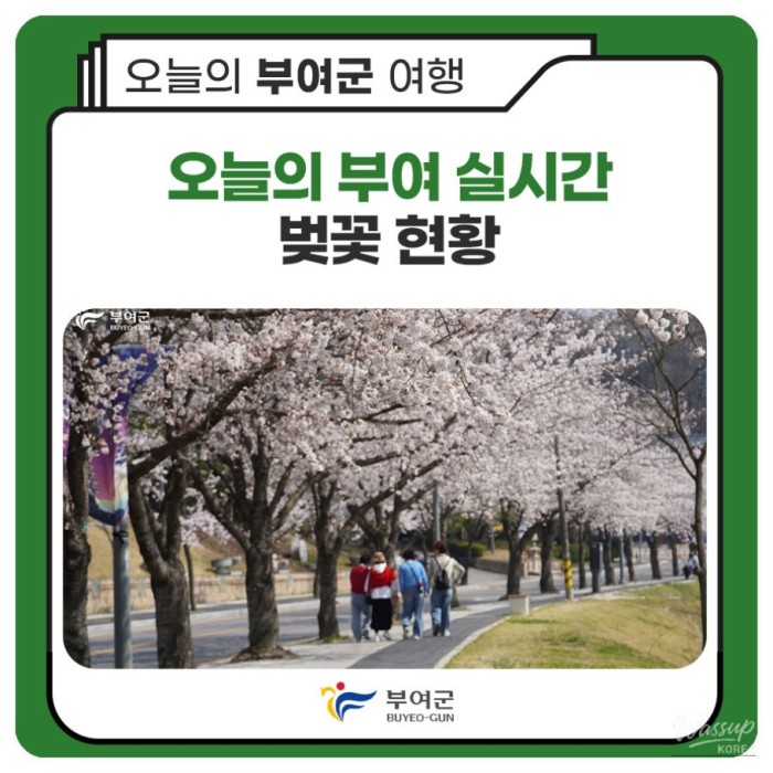 Real-Time Cherry Blossom Status in Buyeo3096