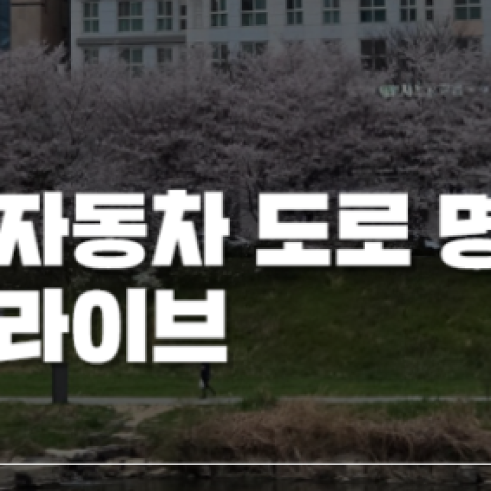 Cherry Blossom Drive in Jeonju1577