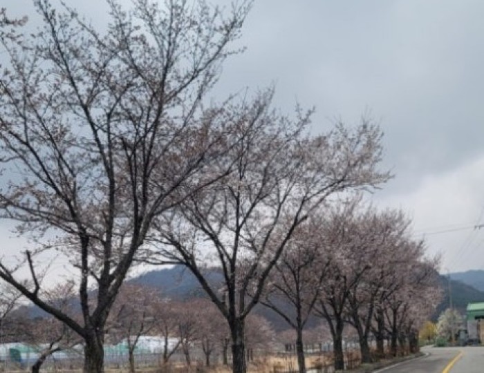 Spring Beauty at Deokcheon Seowon: A Must-Visit in Geochang float