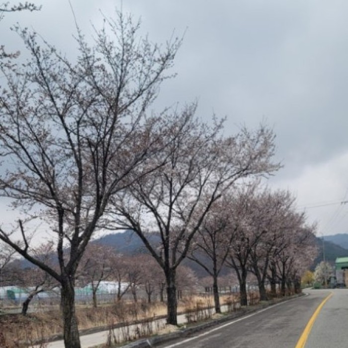Spring Beauty at Deokcheon Seowon: A Must-Visit in Geochang3093