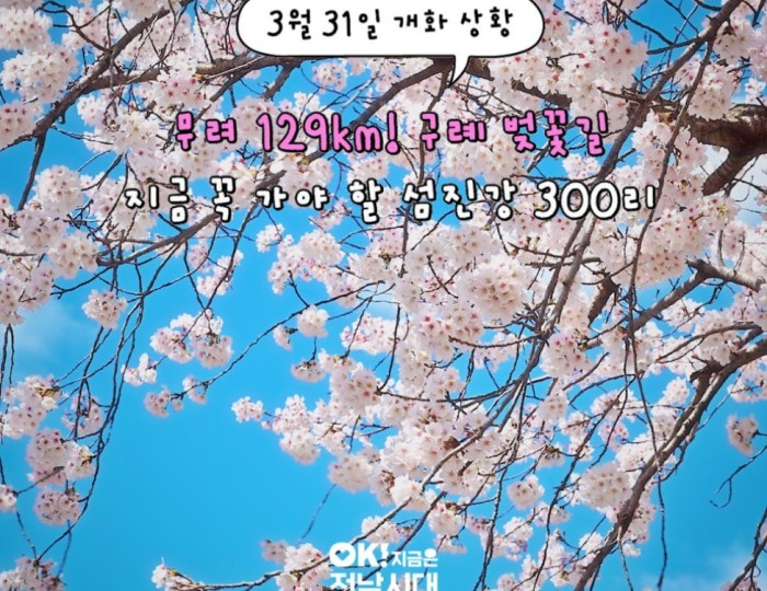 Discovering the 300-ri Cherry Blossom Road in Gurye float