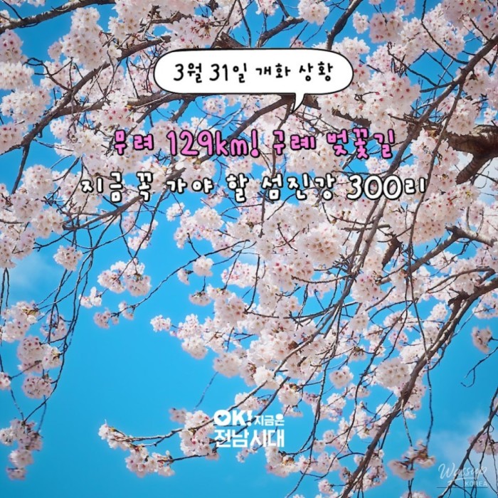 Discovering the 300-ri Cherry Blossom Road in Gurye3104