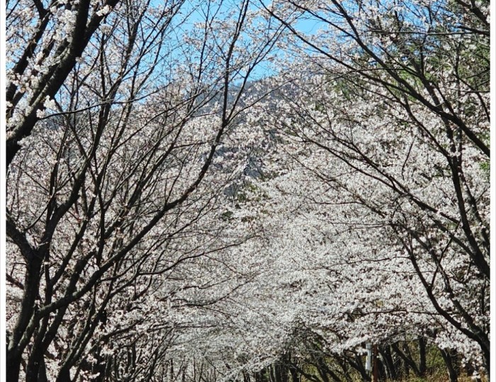 Springtime Stroll Under Cherry Blossoms in Geochang float