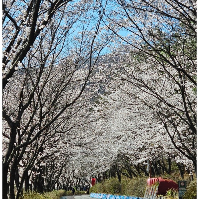 Springtime Stroll Under Cherry Blossoms in Geochang3102