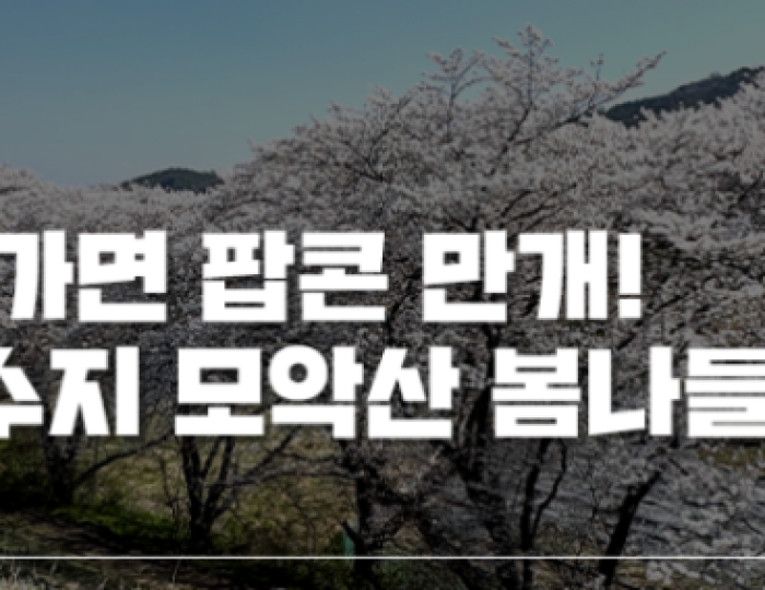 Cherry Blossom Path by the Reservoir: A Spring Escape float